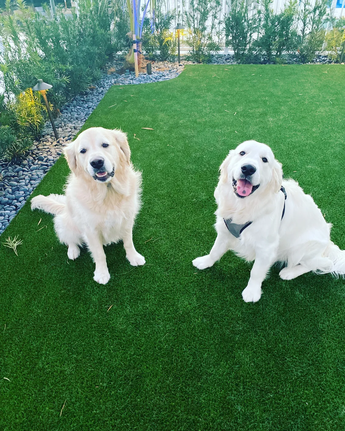 Pet-friendly synthetic turf installation